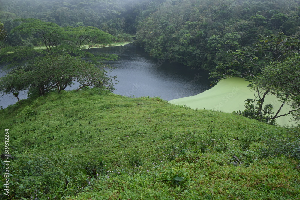 Obraz premium lake in the forest
