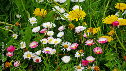 Belis mit löwenzahn