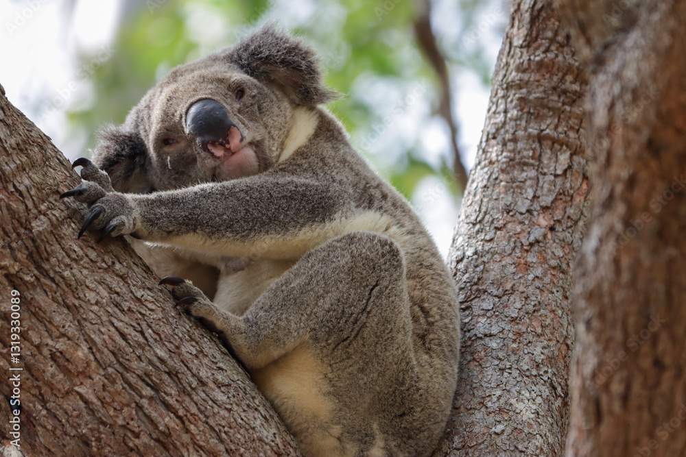 Obraz premium koala in tree