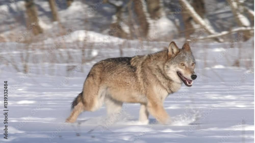 Majestic Gray Wolf Howling in the Wild | 4K UHD Cinematic Stock Footage Majestic Gray Wolf Howling in the Wild | 4K UHD Cinematic Stock Footage