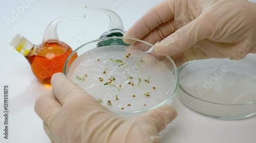 biologist's hands hold a petri dish with samples of sprouted tomato seeds. Sprouts germinate in a humid environment. selection, study and selection of best tomatoes grown in a biological laboratory