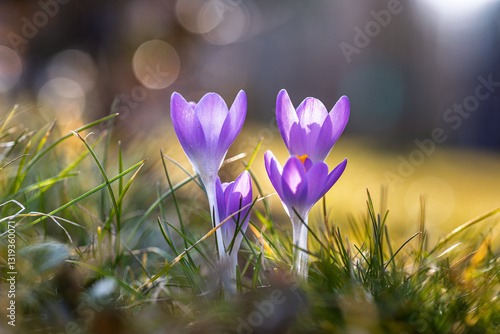 Vier blaue Krokusse im Frühling