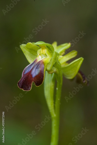 Orchid Rainbow Bee Orchid (Ophrys iricolor aka eleonorae ) close-up. Sassari, Platamona, Sardinia, italy. Italia.Orchidea (Ophrys fusca). Monte Doglia, Alghero, Sardegna, Italia.