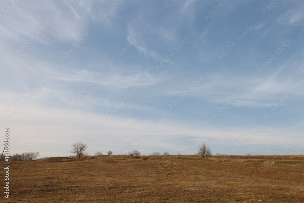 Fototapeta premium A field with a tree and blue sky