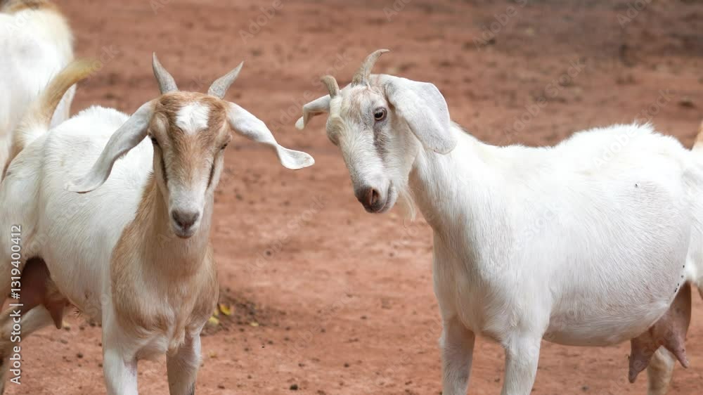 Two of little white goats are battle with horn. Animal and wildlife action scene. Two of little white goats are battle with horn. Animal and wildlife action scene.