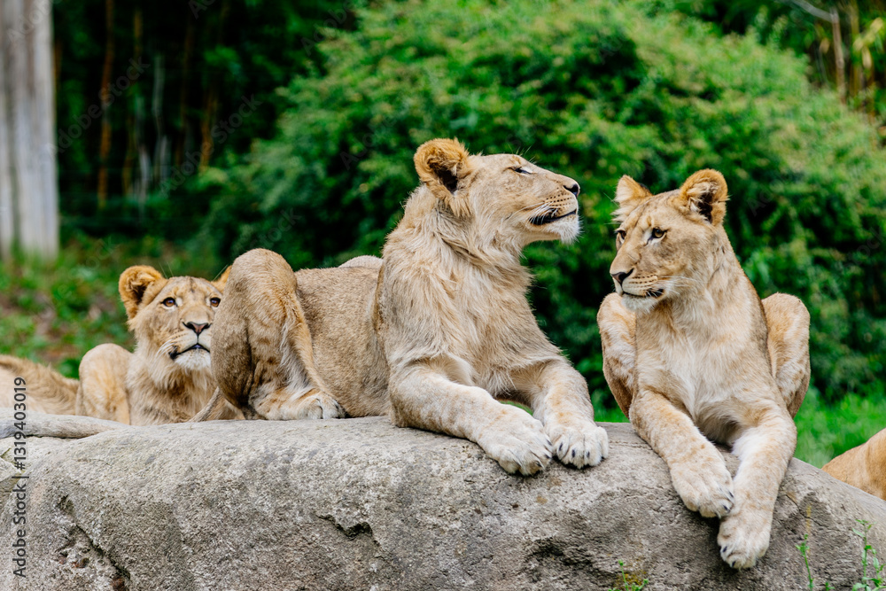 Close-up. A family of incredibly beautiful lions lie on a rock in their neighborhood and survey the area. Cotnzecpy of animal protection. Close-up. A family of incredibly beautiful lions lie on a rock in their neighborhood and survey the area. Cotnzecpy of animal protection.