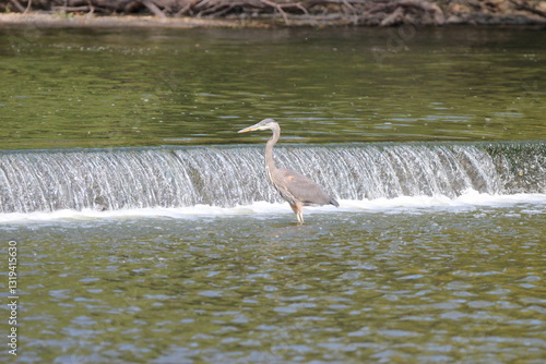 Great Blue Heron on the Fox River