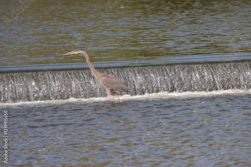 Great Blue Heron on the Fox River