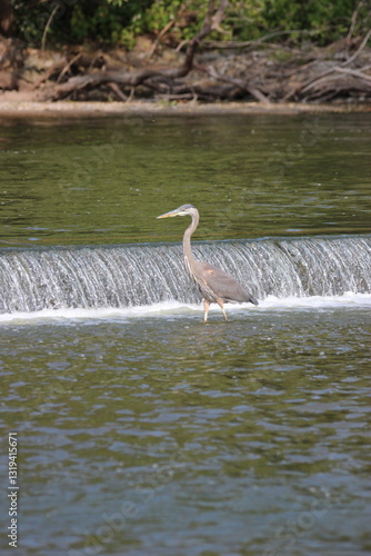 Great Blue Heron on the Fox River