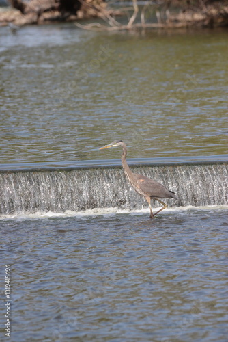 Great Blue Heron on the Fox River