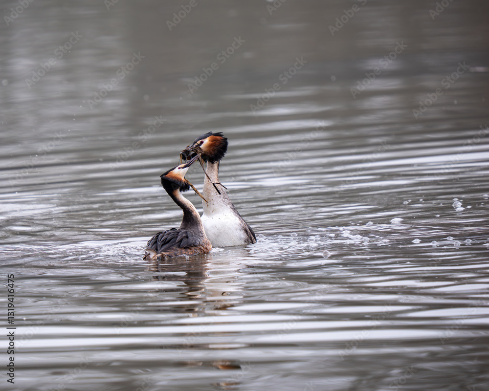 Great Crested Grebes Performing the Weed Dance Courtship Display
