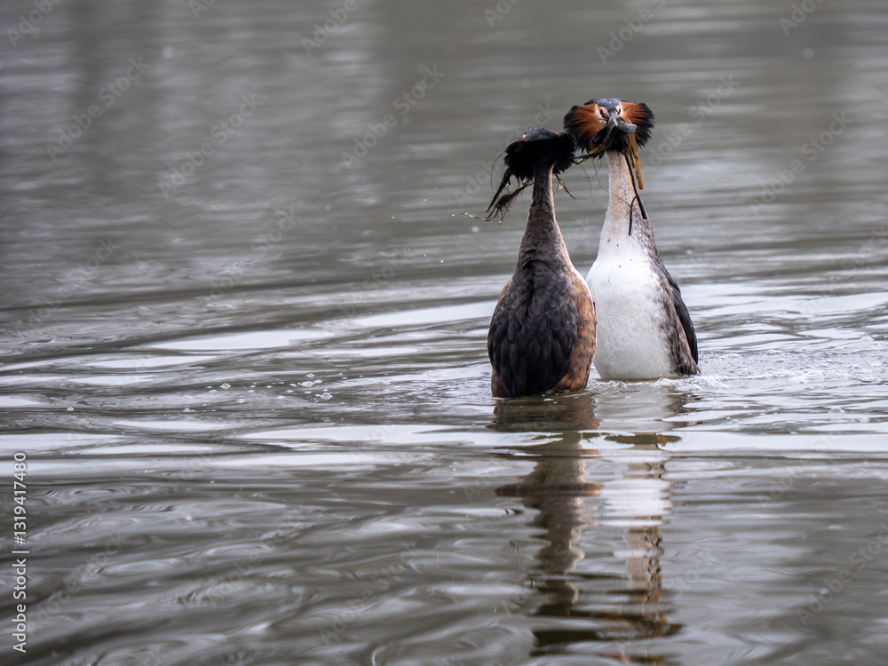 Great Crested Grebes Performing the Weed Dance Courtship Display