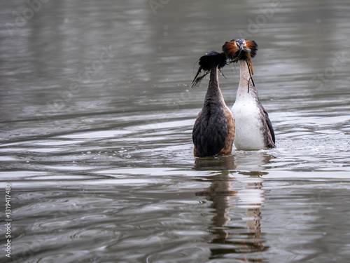 Obraz na płótnie Great Crested Grebes Performing the Weed Dance Courtship Display w salonie