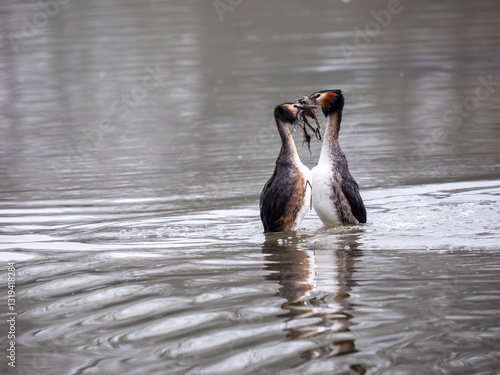 Obraz na płótnie Great Crested Grebes Performing the Weed Dance Courtship Display w salonie