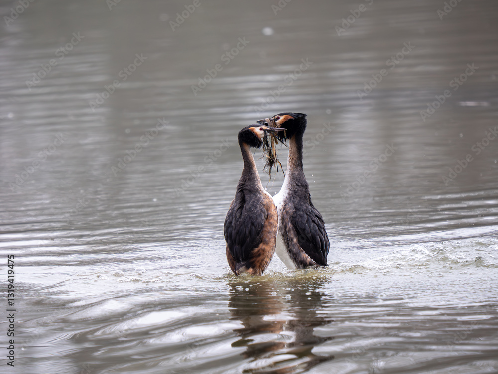 Great Crested Grebes Performing the Weed Dance Courtship Display