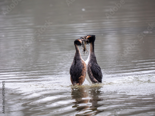 Obraz na płótnie Great Crested Grebes Performing the Weed Dance Courtship Display w salonie