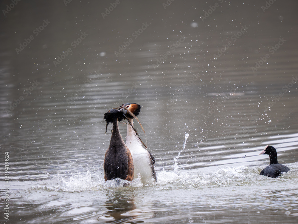 Great Crested Grebes Performing the Weed Dance Courtship Display