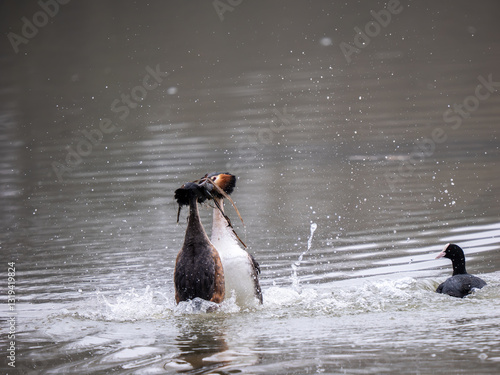 Obraz na płótnie Great Crested Grebes Performing the Weed Dance Courtship Display w salonie