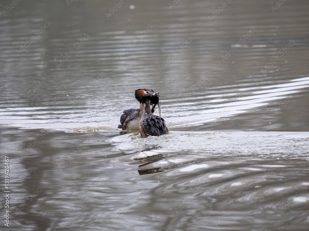 Great Crested Grebes Performing the Weed Dance Courtship Display