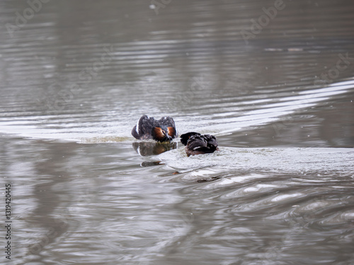 Obraz na płótnie Great Crested Grebes Performing the Weed Dance Courtship Display w salonie