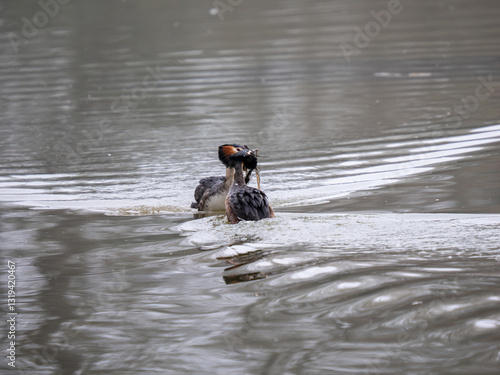 Obraz na płótnie Great Crested Grebes Performing the Weed Dance Courtship Display w salonie