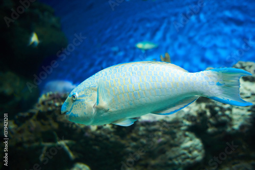 Scarus ghobban (Blue Barred Parrotfish) fish swimming in the clean sea underwater with colorful corals background photo