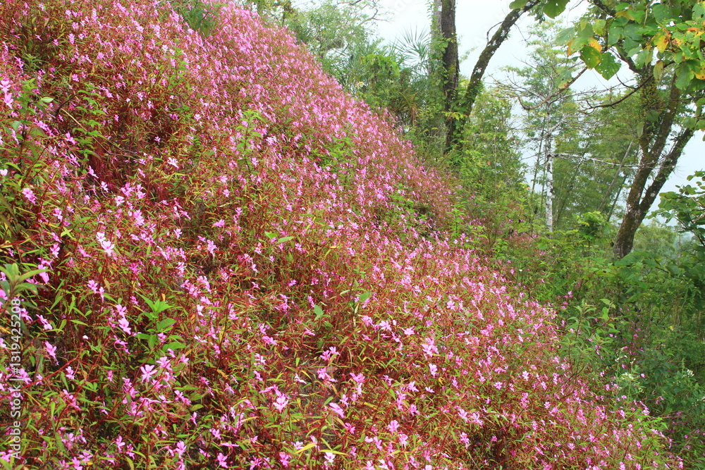 Dok Thian Peek Phi Sua (Impatiens Patula Craib) is the beautiful flowers field in rainy season , Doi Hua Mod in Umphang , Tak province,Thailand Dok Thian Peek Phi Sua (Impatiens Patula Craib) is the beautiful flowers field in rainy season , Doi Hua Mod in Umphang , Tak province,Thailand