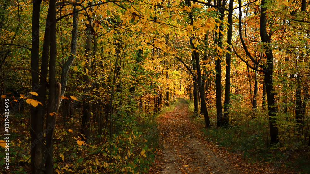Fototapeta premium Autumn oak forest with a path.