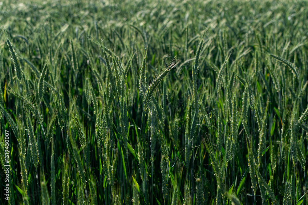 View of a beautiful wheat field in summer View of a beautiful wheat field in summer