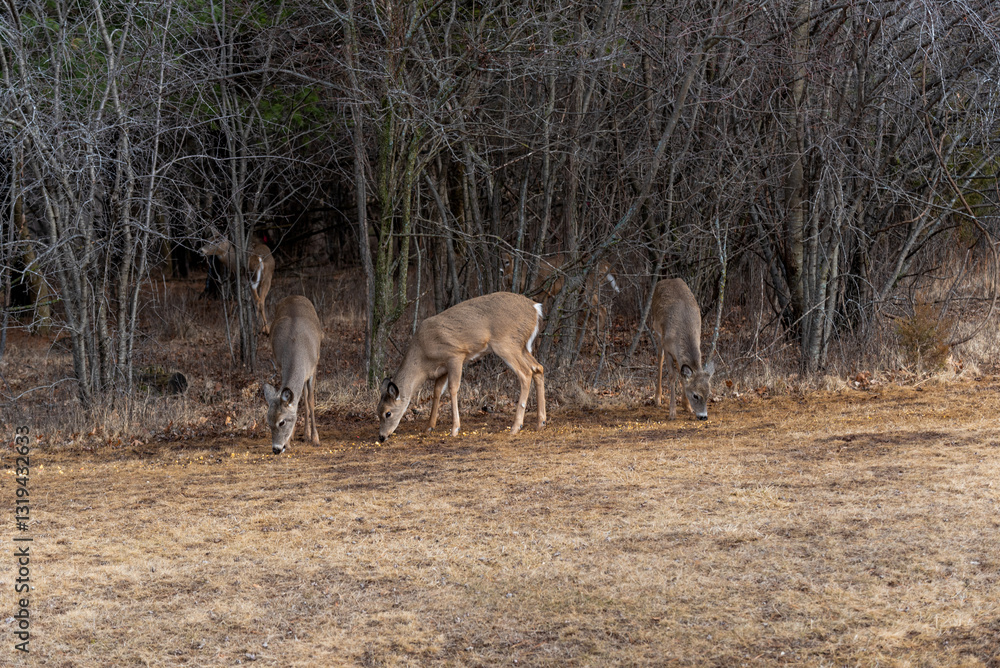 White-tailed Deer Feeding On Corn And Apples Provided For Them In An Urban Field In Wisconsin In March White-tailed Deer Feeding On Corn And Apples Provided For Them In An Urban Field In Wisconsin In March