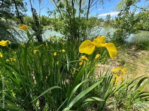 Marsh iris, Iris pseudacorus, is an aquatic and medicinal plant with yellow flowers. Iris pseudacorus, the yellow flag, yellow iris, or water flag, is a flowering plant in the family Iridaceae.
 photo