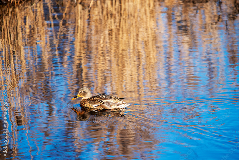 Fototapeta premium mallard duck swims in March blue water among reflections of sky and golden reeds