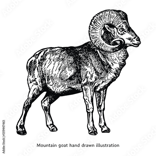 Mountain goat illustration. Mountain goat hand drawn illustration in vintage style. Goat drawing. Ram illustration