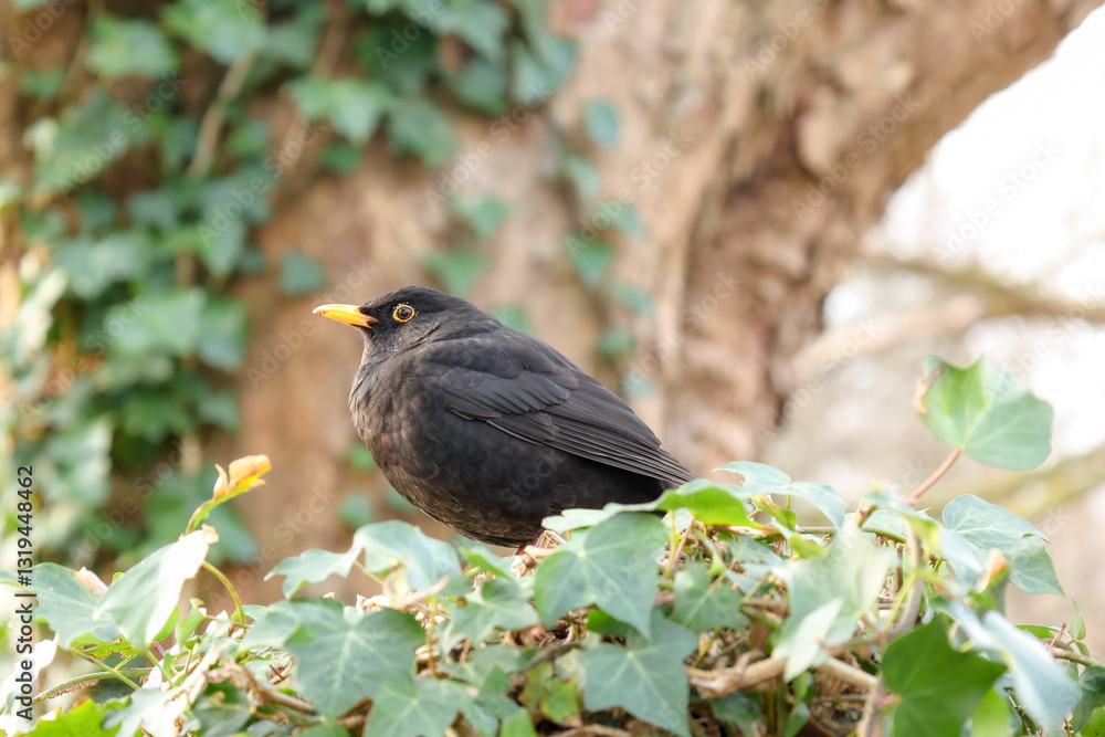 Fototapeta premium blackbird on a branch in the park