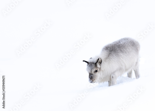 Fotografija Svalbard reindeer in winter environment