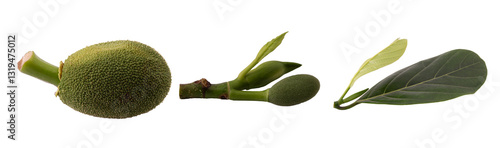 jackfruit stages of growth isolated on white background
