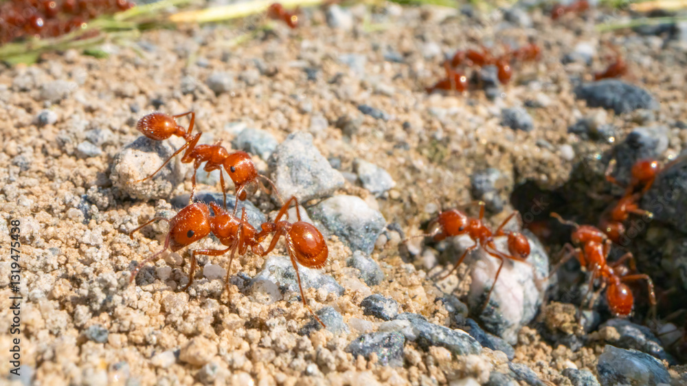 Harvester ants leaving their nest. Harvester ants leaving their nest.