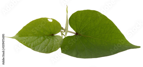 sweet potato leaves isolated on white background
