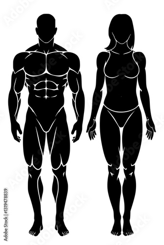 Silhouette representation of muscular male and female figures showcasing human anatomy and fitness