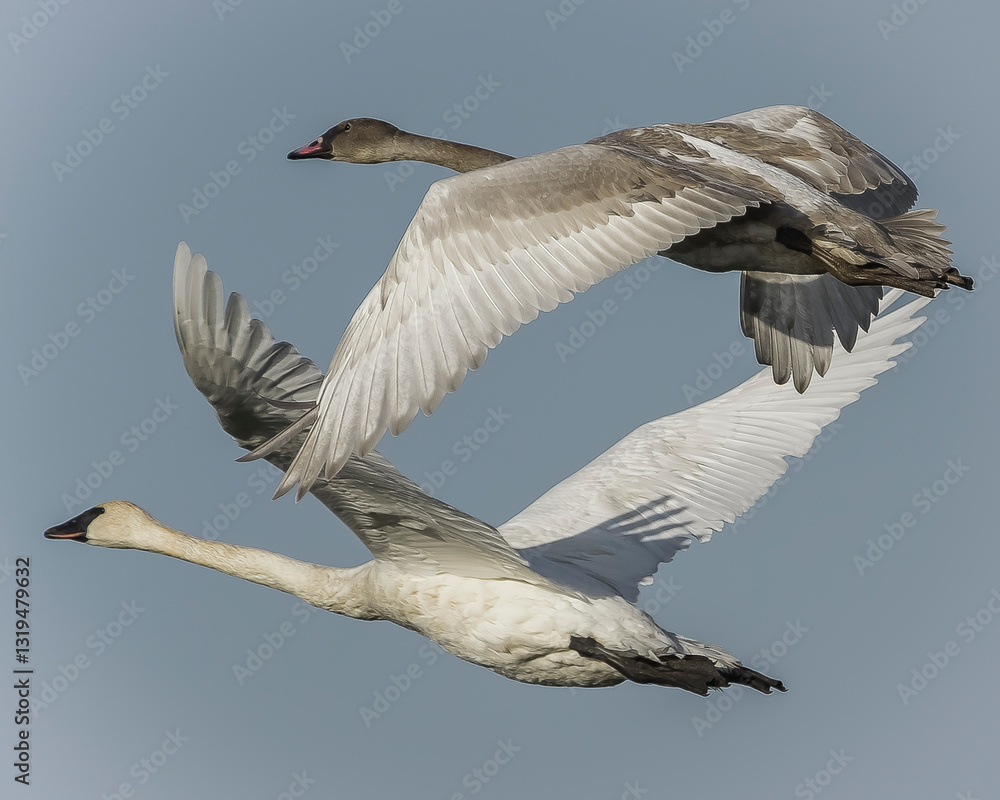 Obraz premium Trumpeter Swans Flying Together