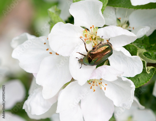 Branch of blooming apple tree with cockchafer.