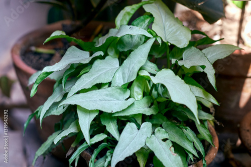 Syngonium Podophyllum Silver Fox plant, a compact cultivar of syngonium with long, arrowhead-shaped leaves that are light silvery-green in colour. A popular low maintenance houseplant.