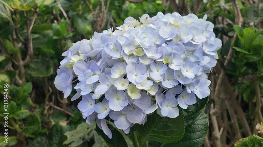 Beautiful Cluster of Delicate Light Blue Hydrangea Flowers in Full Bloom Surrounded by Lush Green Foliage in a Garden Setting Beautiful Cluster of Delicate Light Blue Hydrangea Flowers in Full Bloom Surrounded by Lush Green Foliage in a Garden Setting