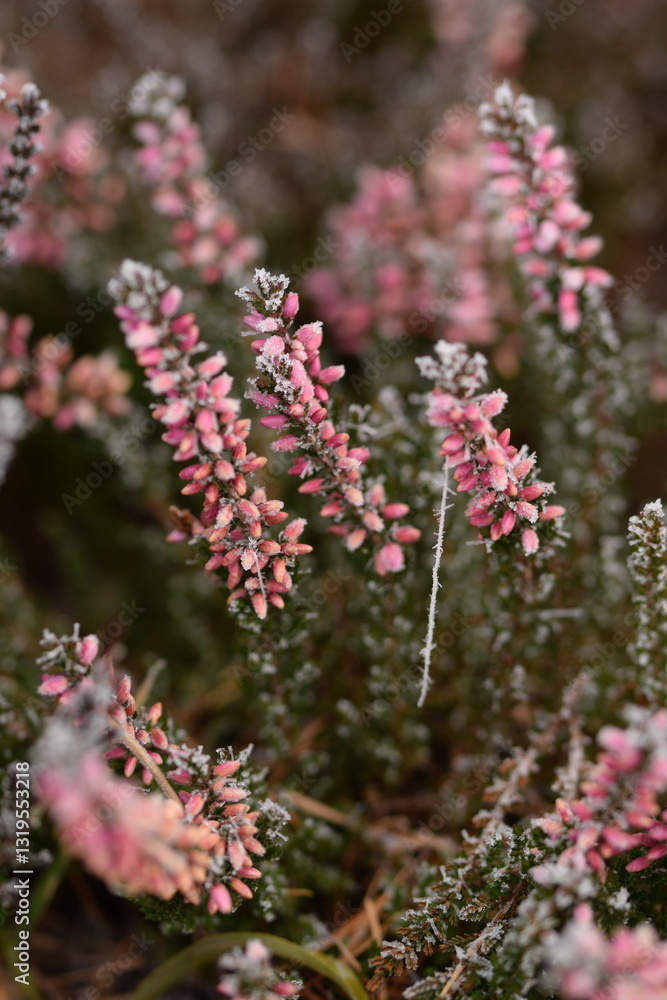 Obraz premium Heathers shrubs somewhat frosted in early spring, heather shrub on bokeh spring garden background, selective focus, closeup.