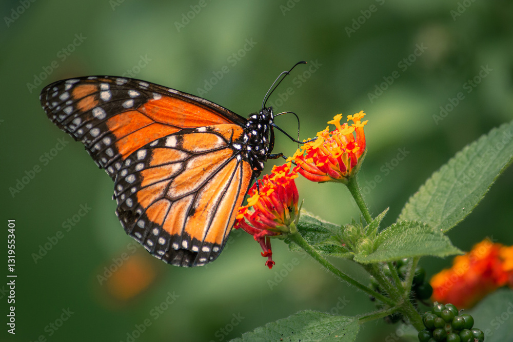 Obraz premium Orange and black butterfly with white dots
