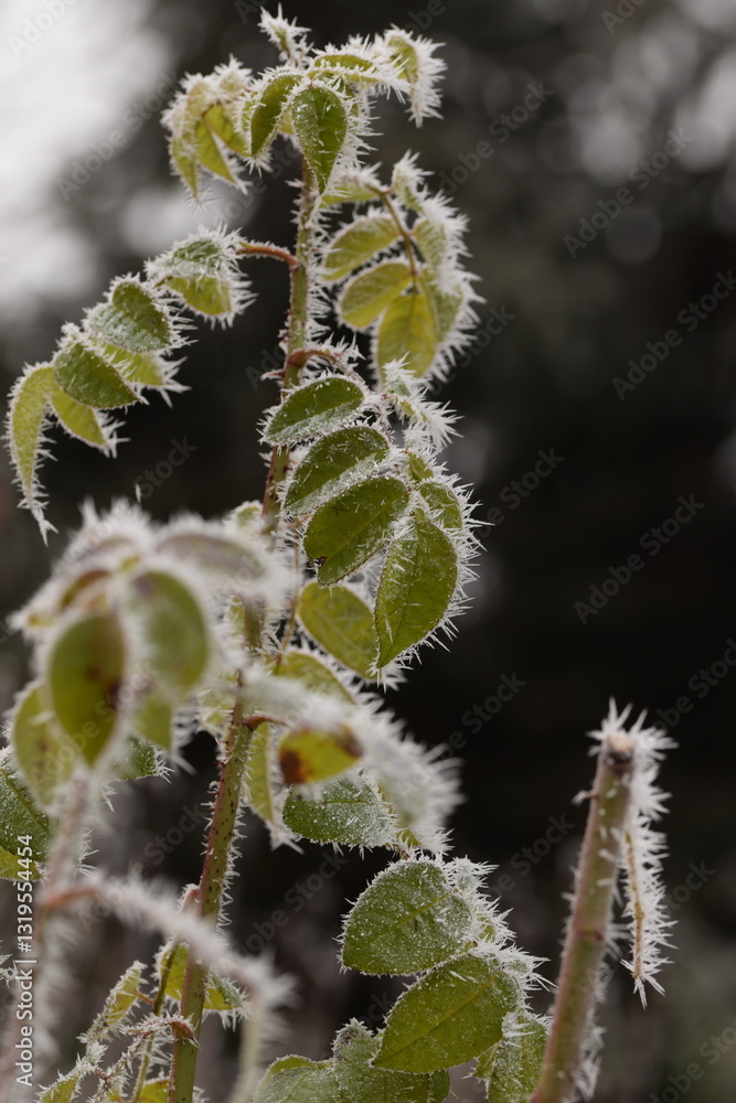 Hoarfrosted roses plants in winter garden, selective focus, bokeh background. Hoarfrosted roses plants in winter garden, selective focus, bokeh background.