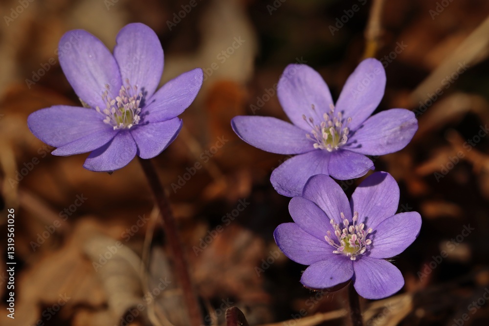 Leberblümchen (Hepatica nobilis) Leberblümchen (Hepatica nobilis)