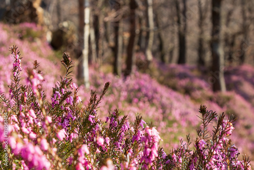 A forrest with the common heather undergrowth