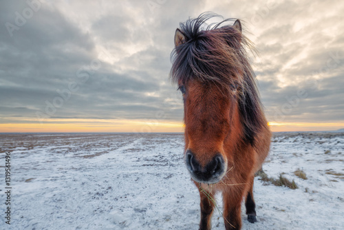 Icelandic Horse Portrait