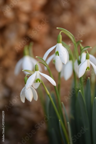 Snowdrops flowers on bokeh garden background with shiny bokeh lights. Snowdrops closeup vertical. Early spring  flowers.